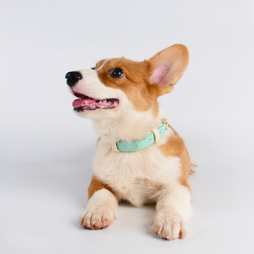 Ivy's MintLuxe – Lederhalsband & Leine mit Stil