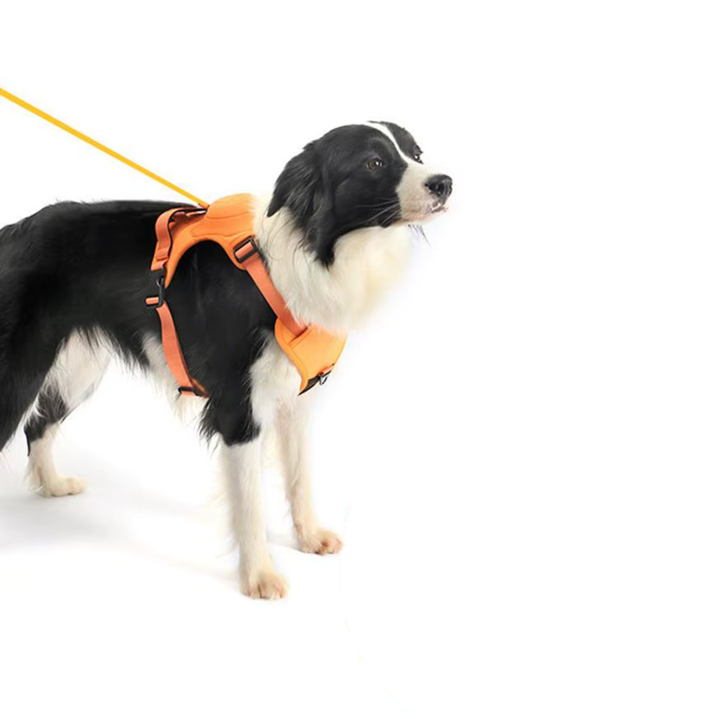 Ready to Go – Das Hundegeschirr mit integrierter Leine