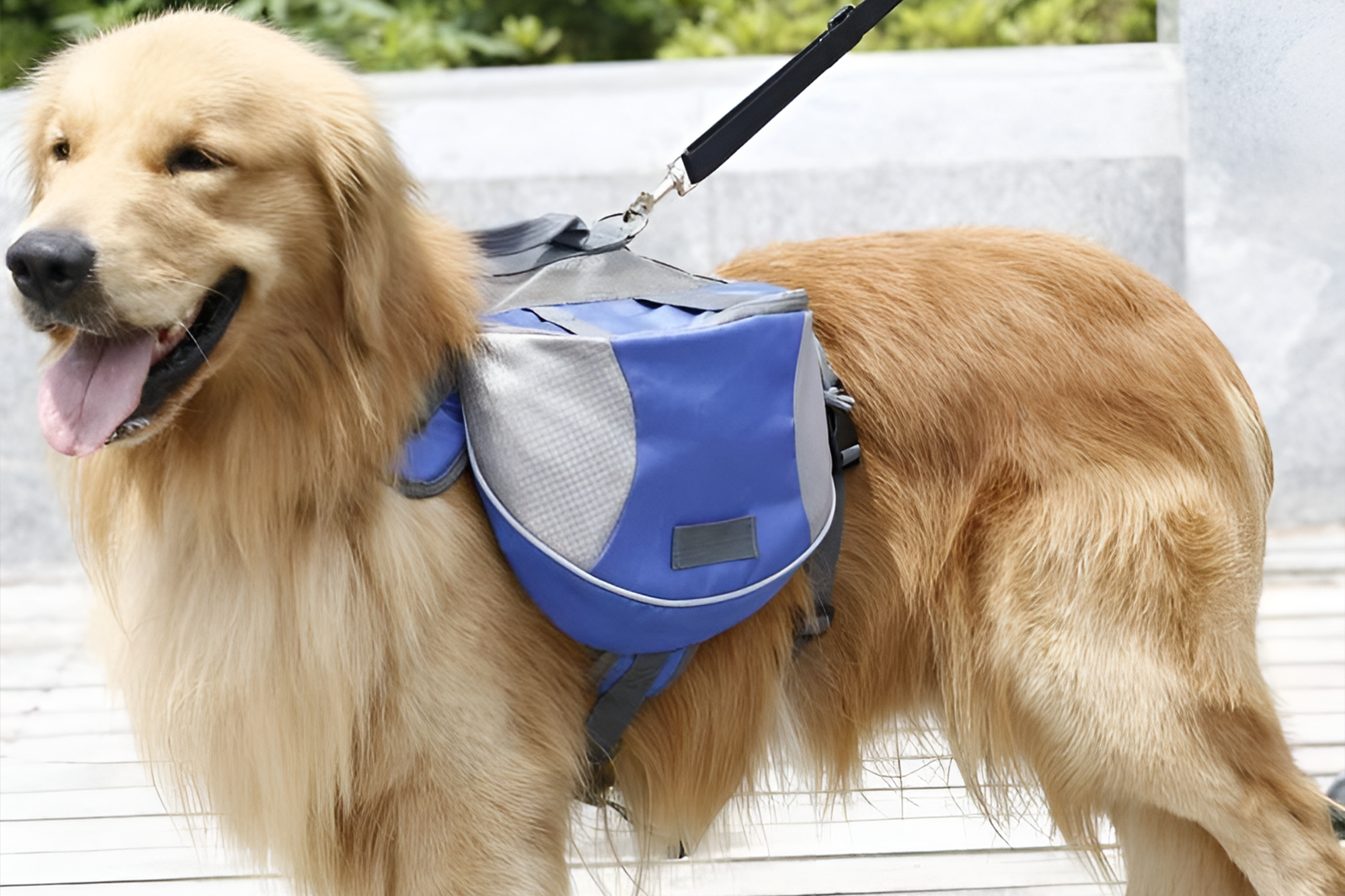Harness-Rucksäcke für Hunde: Niedlich oder praktisch? (Spoiler: Beides!)