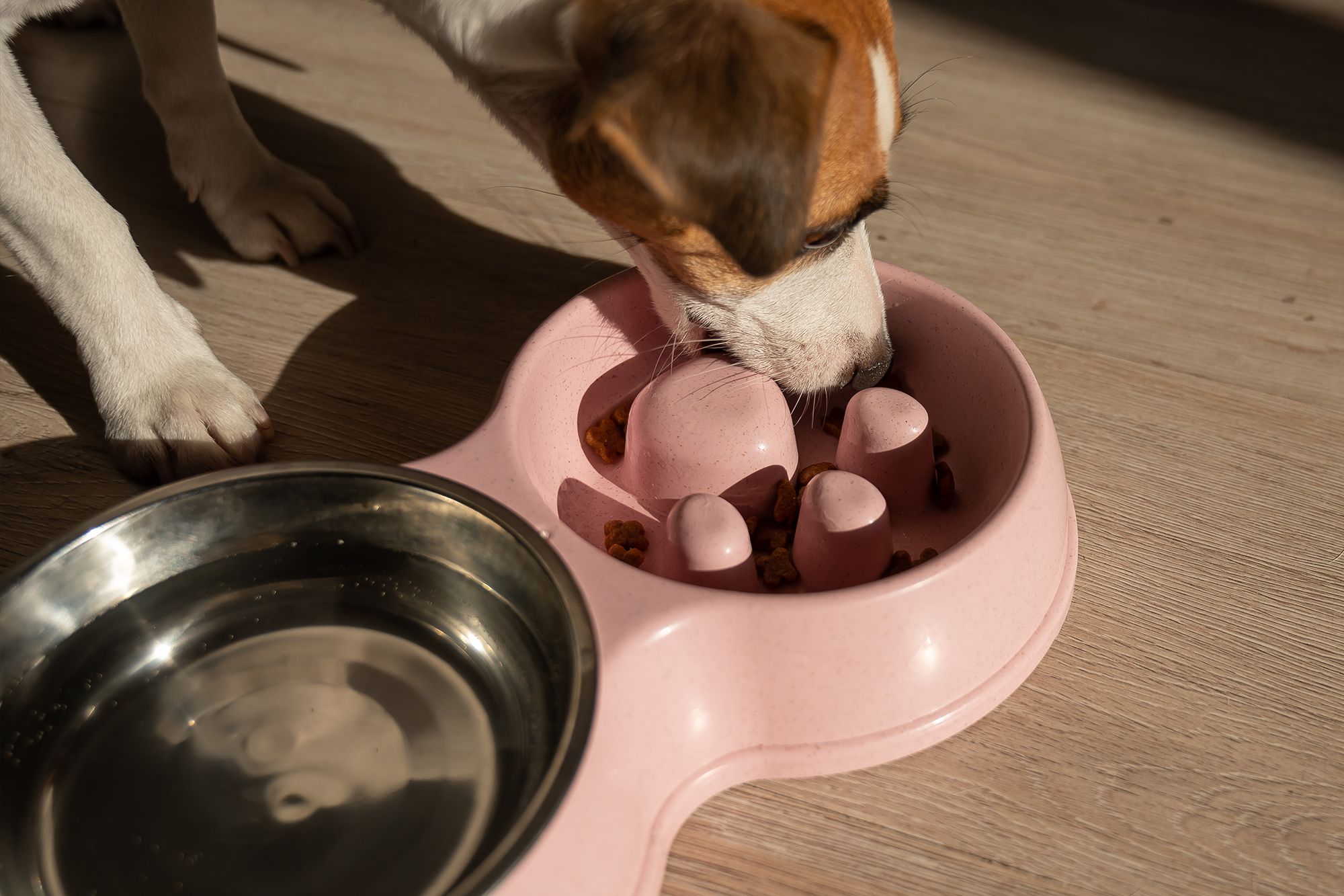 Die Vorteile des Slow Feedings: Wie eine Silikonmatte die Verdauung deines Hundes verbessern kann