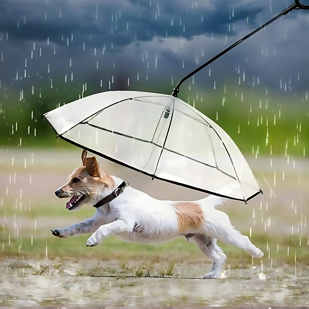 Transparente Regenschirm-Leine