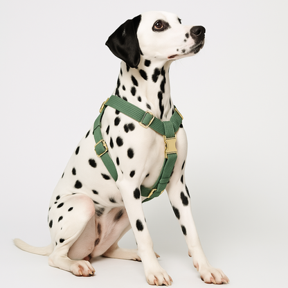 Cord’n’Go – Grünes Hunde-Set aus Cord mit Leine, Geschirr & Beutelspender